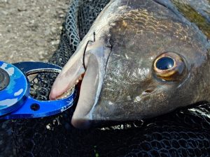 苦労してやっと黒鯛を釣った人と相性抜群でまた黒鯛を釣った人。
