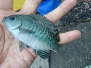 ☆焼津港　トリックサビキ☆