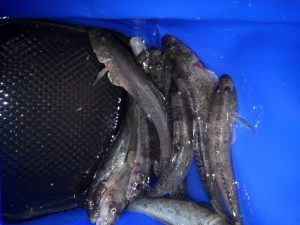 ☆近所でハゼ釣り☆