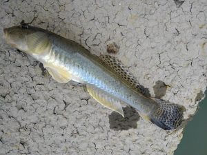 ☆近所でハゼ釣り三回目☆