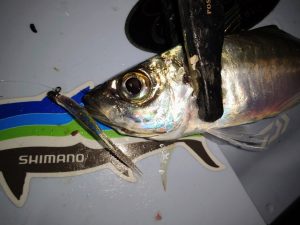 清水港 アジング釣果情報♪