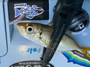 清水港 アジング釣果情報♪