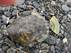 ☆三保カワハギ釣行!☆