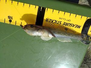 ☆近所でハゼ釣り そろそろ終盤☆