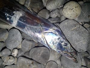 ☆久しぶりのサーフ太刀魚☆