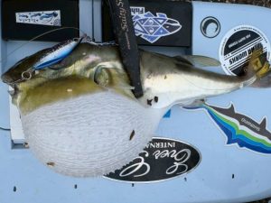 清水港　メッキ釣果情報♪