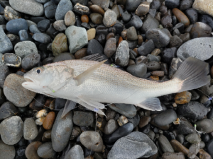 ☆静岡サーフ釣行！☆