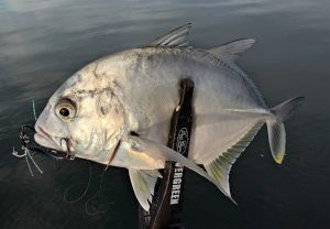 清水港　メッキ釣果情報♪