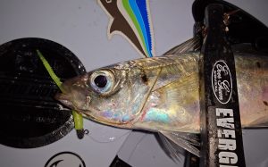 清水港　アジング釣果情報♪