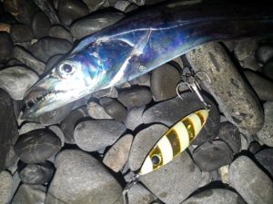 ☆サーフ太刀魚☆