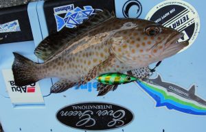 清水港　ライトソルト釣果情報♪