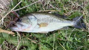 静岡野池　ブラックバス釣果情報♪