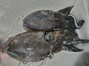 ☆清水沖ティップラン！☆