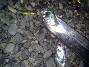 ☆久しぶりのサーフ太刀魚☆