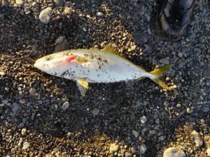 ☆静岡サーフ釣行！☆