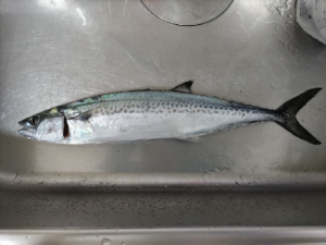 ☆静岡サーフ釣行！☆