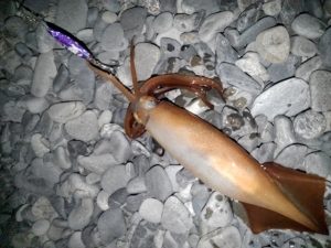 ☆最近の太刀魚☆