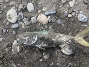 ☆静岡サーフ情報！☆