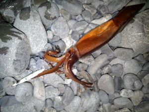 ☆釣り納めと釣り始め☆