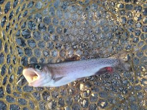 ☆アルクスポンド　フライ釣行☆団子魚ＳＲロー入荷