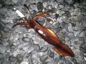 ☆浜からタチウオ☆