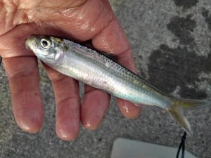 ☆サビキでマイワシ☆