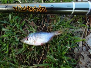 静岡野池　たなご釣り！