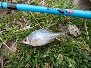 静岡野池　たなご釣り♪