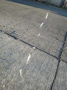 ☆サビキ　マイワシ☆