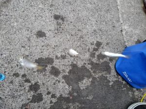 ☆豆アジ釣れ始めてました☆