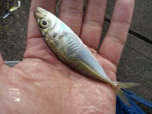 ☆春のサビキ釣り☆