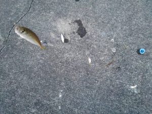 ☆トリックサビキで豆アジ☆