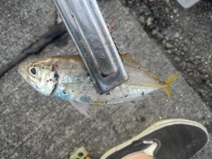 ☆焼津港豆アジ☆