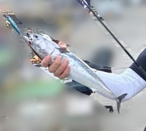 【今が旬】ソウダガツオを釣りに行こう！！