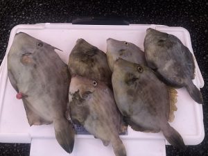 【剣崎沖解禁】尺ハギを釣りに行こう！！
