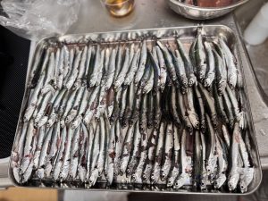 【最新釣果情報】イワシが釣れてる！？