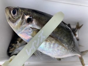 【9月初旬】LTアジ釣果報告！！