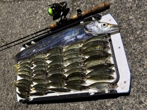【バスロッドニキ】アジングとタチウオを釣るの巻