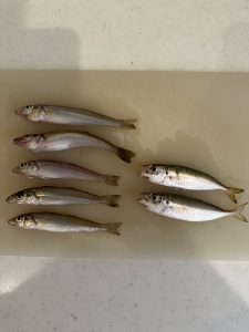 【東扇島西公園】アジが釣れてます！！