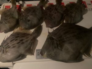 【ハマれば沼る】カワハギ釣行！！