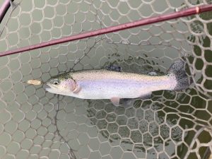 【エリアトラウト】フィッシングステージ彩の国釣果報告！！