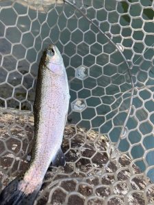 【初釣り報告】浅川国際マス釣場！！