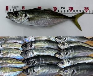 【速報】アジが釣れてます！！