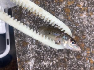 【釣果情報】キス釣れています！！