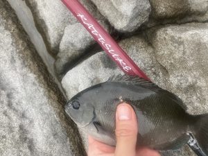 【TB町田鶴川店】のべ竿で釣りをはじめよう！！