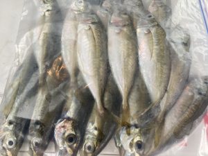 【TB町田鶴川店】いいサイズのアジ釣れますよ！！