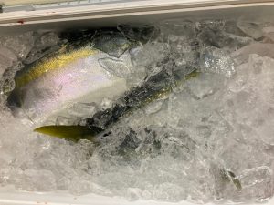 【TB町田鶴川店】イナダ・ワラサ釣れてます！！