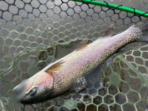 秘蔵のカラー炸裂！【太田フィッシングクラブ】