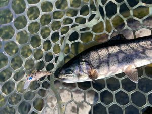 プラグの日【大芦川Ｆ＆Ｃフィールドビレッジ】