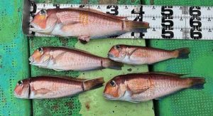 アマダイ5匹ゲット！深場攻略の鍵とホタルイカの誘惑